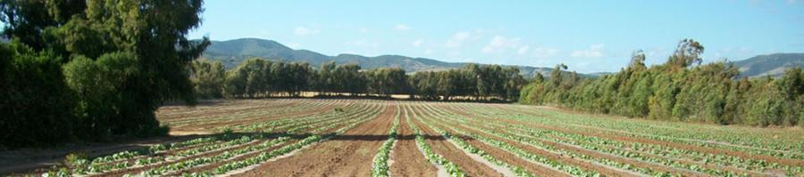 La denuncia di Copagri: «Così la burocrazia uccide il mondo delle campagne»
