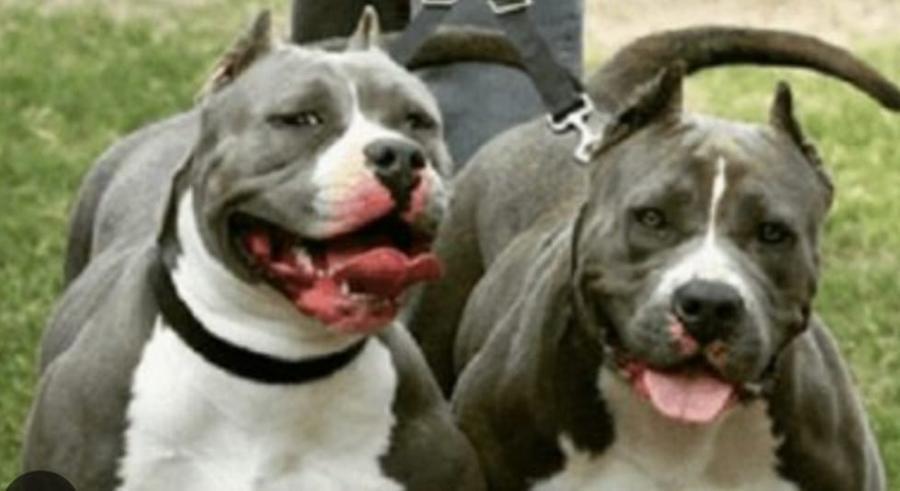 San Sperate, lasciava i suoi pitbull incustoditi: commerciante denunciato