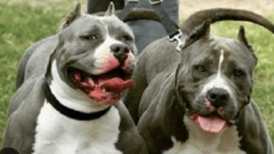 San Sperate, lasciava i suoi pitbull incustoditi: commerciante denunciato