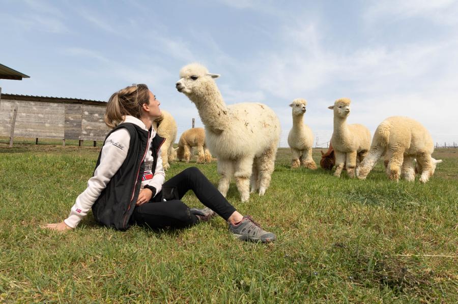 S. M. Codifiume, l’appello ha funzionato: i tre alpaca in aprile a ChiaraMilla