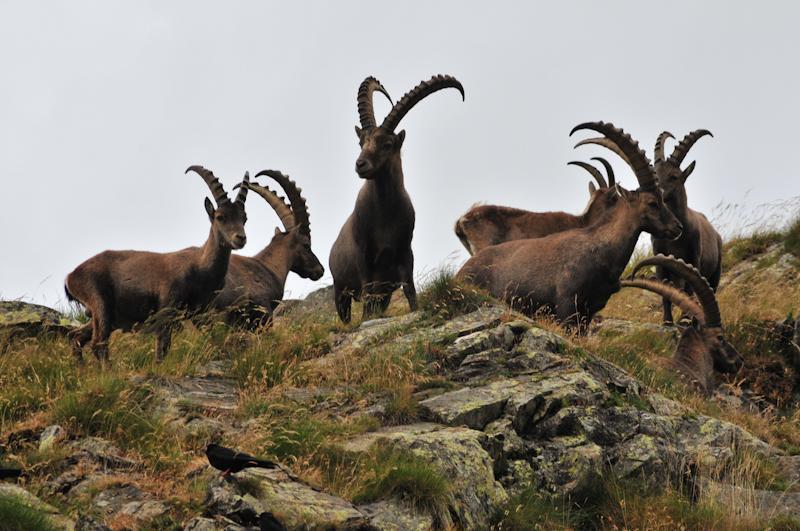 Studio Unife, i cambiamenti climatici mettono a rischio gli stambecchi