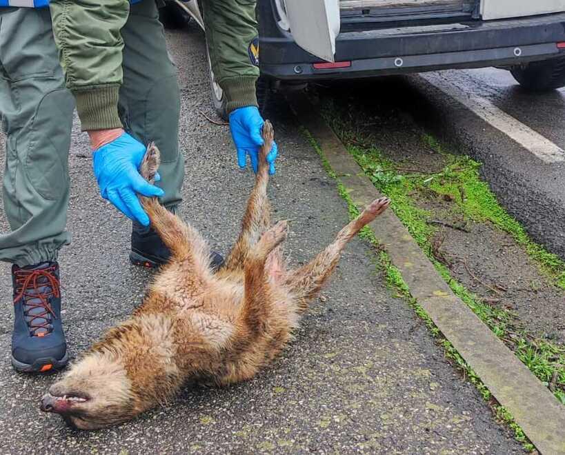 
	Uno sciacallo dorato investito nella bassa reggiana

