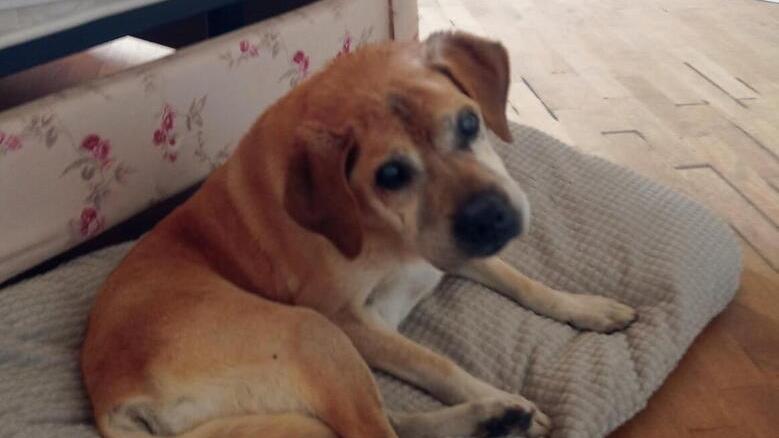 Pontedera, cani senza padrone cercano casa: l’annuncio per adottarli sul cartone delle pizze