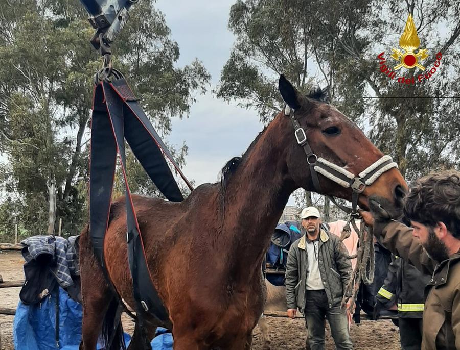 Non riusciva a rialzarsi da terra, cavallo recuperato con la gru