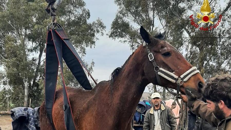 Non riusciva a rialzarsi da terra, cavallo recuperato con la gru