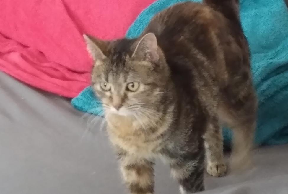 Riva del Po. Il senso di Simona per i gatti: «Aiutatemi a non farli morire»