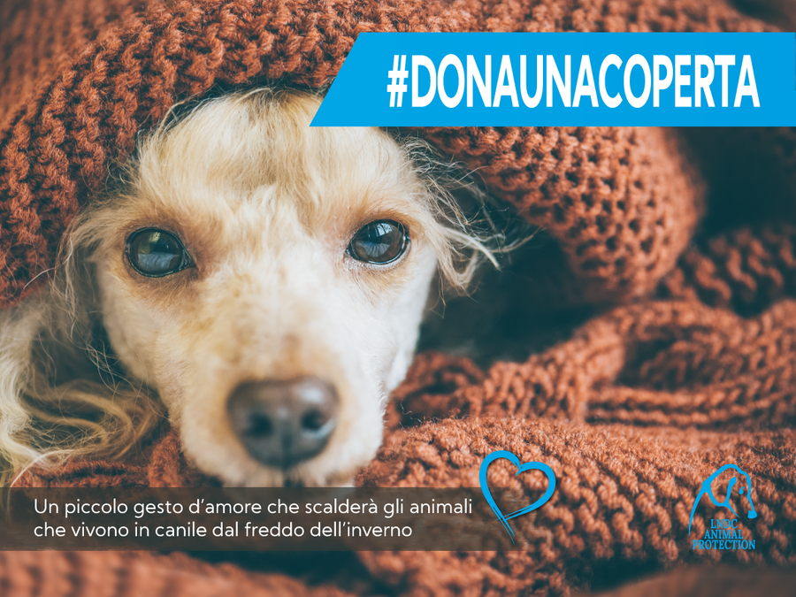 Ferrara. “Dona una coperta agli animali abbandonati”: l’appello della Lega del Cane