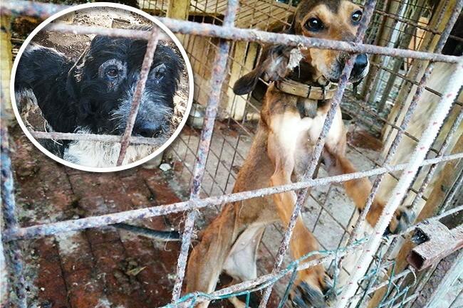 Due dei cani salvati