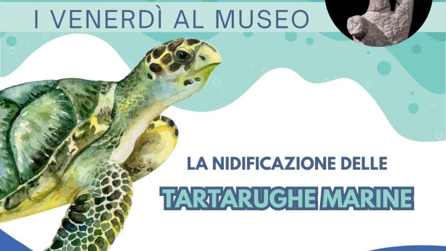 La locandina del Venerdì al museo in cui si parlerà della nidificazione delle tartarughe marine