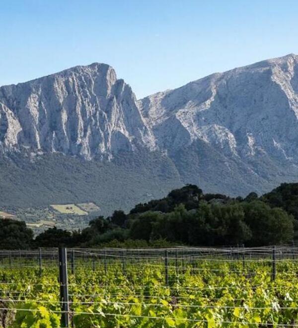 Vini sardi protagonisti a Roma