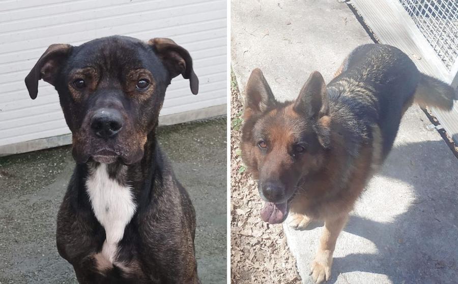 Livorno, i cani Cosmo e Luna cercano una famiglia