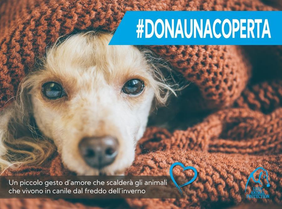Reggio Emilia, “Dona una coperta al canile”: parte la campagna per difendere gli animali dal freddo