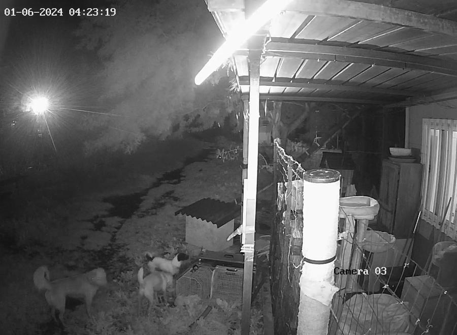 
	I tre cani ripresi dalla telecamera all&rsquo;esterno del gattile

