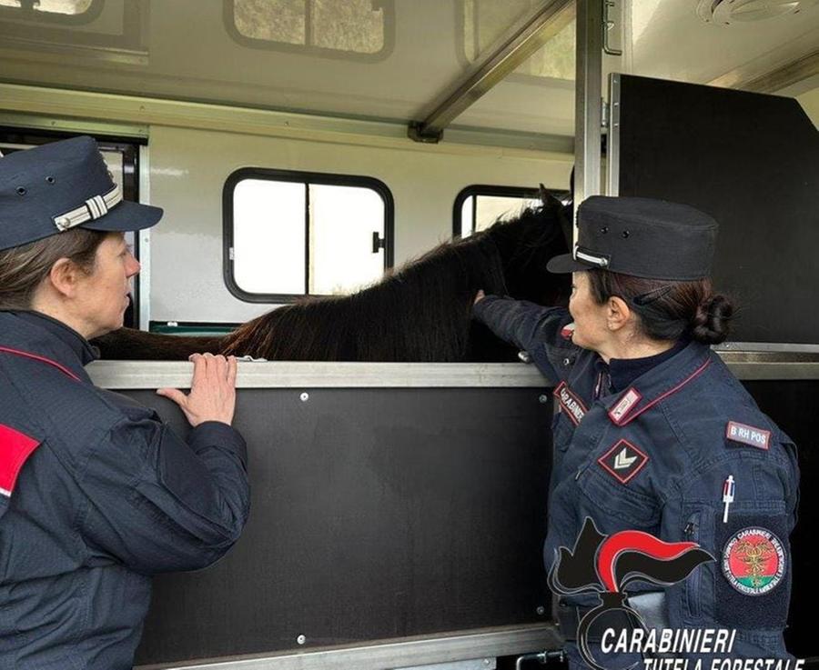 Massa Marittima, cavallo lasciato tra i rottami senza l’abbeveratoio