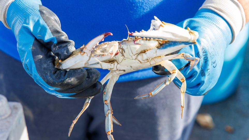 Il granchio blu è Treccani dop. Entra nel Libro delle parole 2023<br type="_moz" />