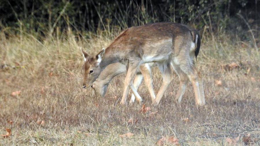 Lido Volano, daini e incidenti stradali: «Colpa quasi sempre della velocità»