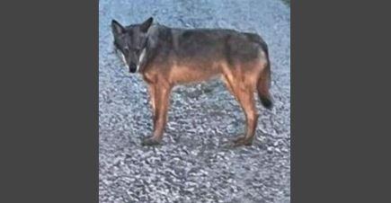 Avvistati dei lupi a San Martino e nella zona sud