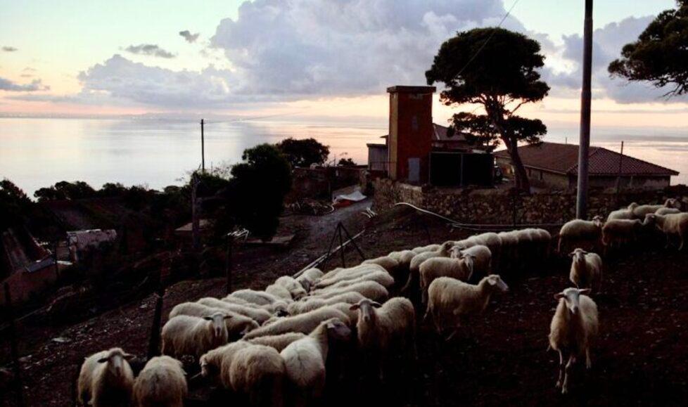 A Livorno il regista Antonio Tibaldi alla proiezione di "Gorgona", il film sul carcere modello: "Un privilegio averlo girato"