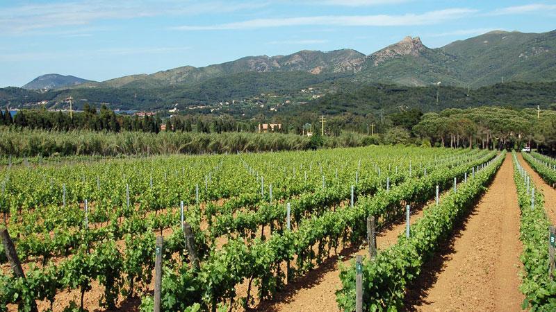 
	Vigne all&rsquo;isola d&rsquo;Elba (foto di archivio)

