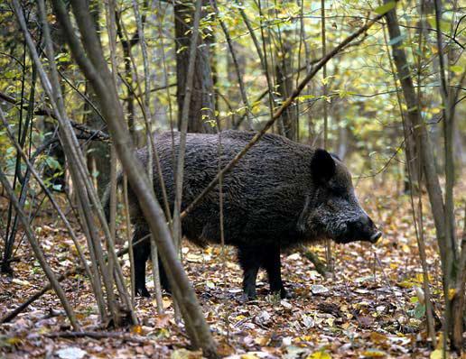Populonia, la denuncia di un turista: «Mi sono trovato in mezzo a una caccia al cinghiale non segnalata»