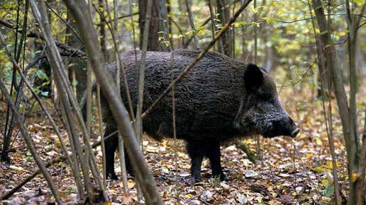 Populonia, la denuncia di un turista: «Mi sono trovato in mezzo a una caccia al cinghiale non segnalata»