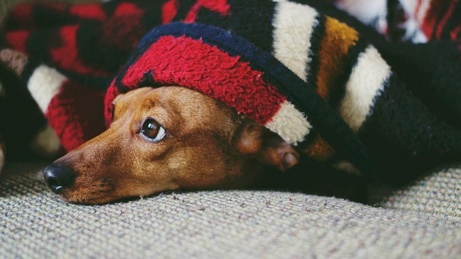 Dieci cose da fare per proteggere cani e gatti dal freddo in inverno