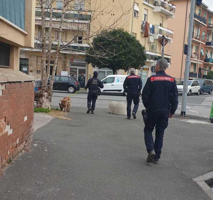 Tutela animali: controlli anti-veleno con il nucleo cinofili in Coteto e piazza Magenta