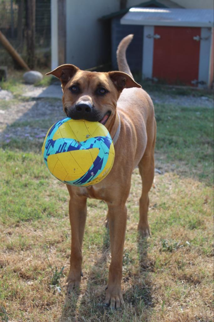 Loco, storia di un cane i cui padroni sono partiti