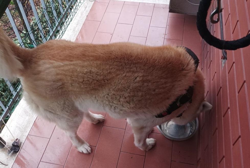 Modena, Cane sempre chiuso sul balcone. Le guardie zoofile usano i droni<br>
