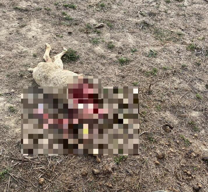 San Miniato, strage di pecore pomarancine: «Danni enormi a causa dei lupi»<br>
