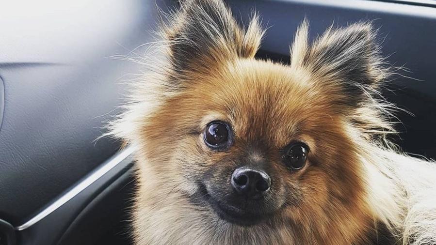 Cagnolina rapita da casa, l’appello della padrona: «Letty è stata portata via con violenza, aiutatemi a ritrovarla»