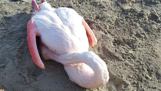 Lido Scacchi, l’agonia del fenicottero ferito. Accordi scaduti, nessun soccorso
