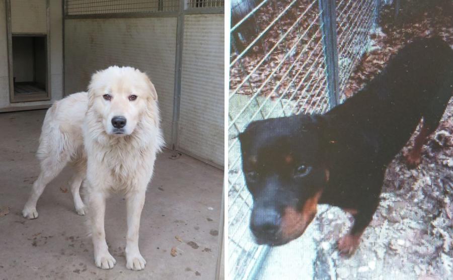 Livorno, i cani Chopper e Osso cercano una casa e tante coccole