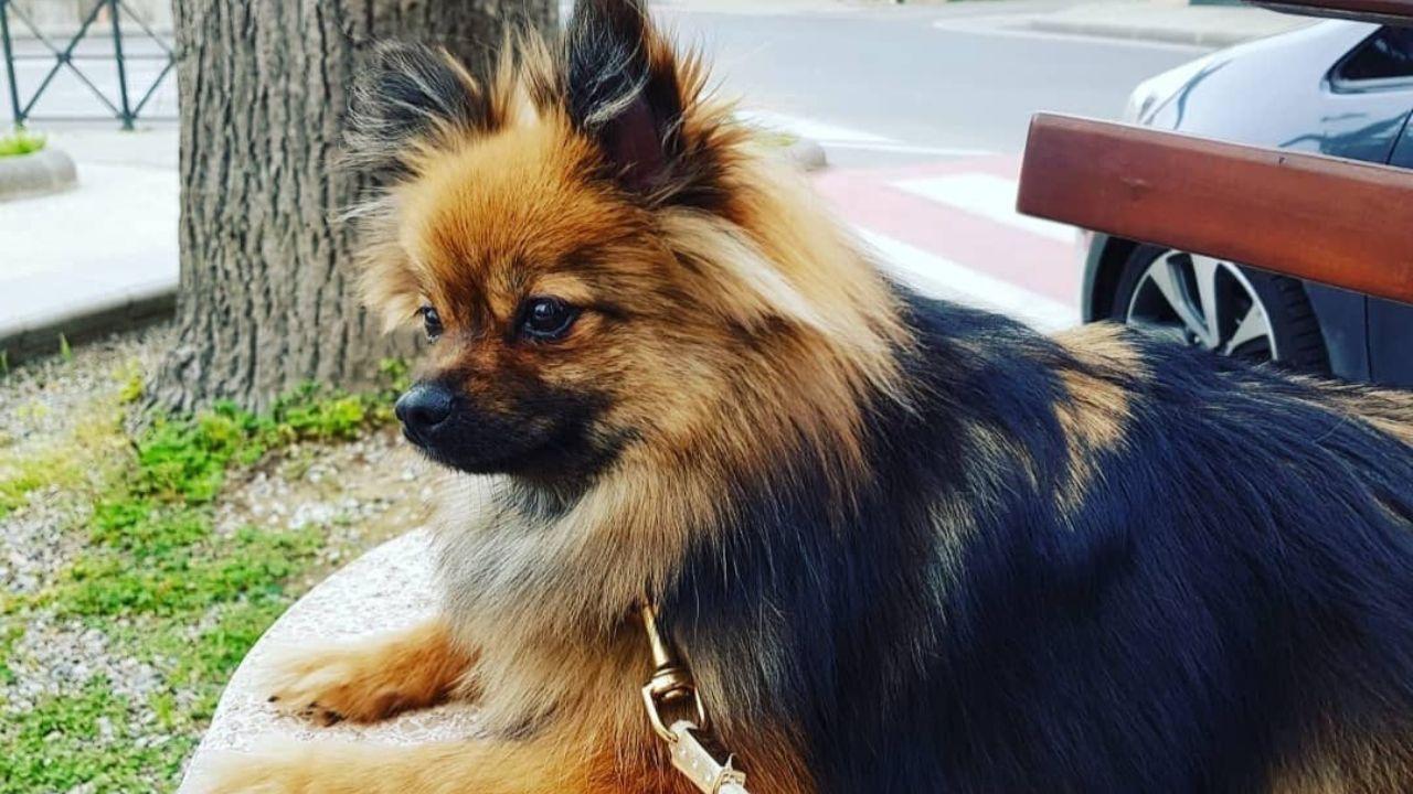 La cagnolina Letty