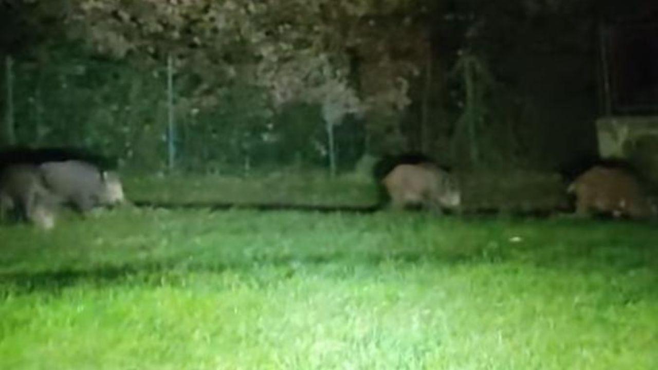 Uno degli ultimi avvistamenti di cinghiali a Montecatini