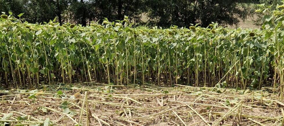 Un campo di girasoli dopo il passaggio dei cinghiali che hanno distrutto la metà delle piante