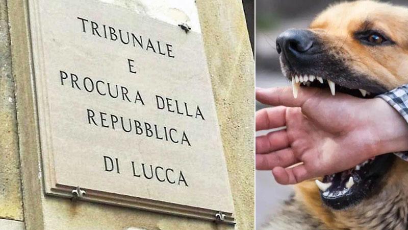 A sinistra l’ingresso del Tribunale di Lucca in via Galli Tassi nella cui sezione civile è stata trattata la causa tra sorella e fratello per i morsi del cane alla donna