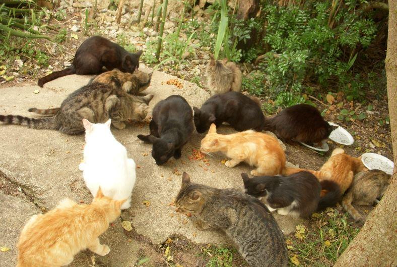 Gatti di una colonia felina (foto d'archivio)