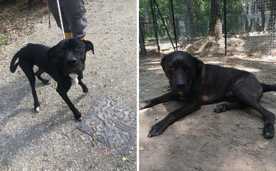 Livorno, i cani Alan e Mares cercano una famiglia che si prenda cura di loro