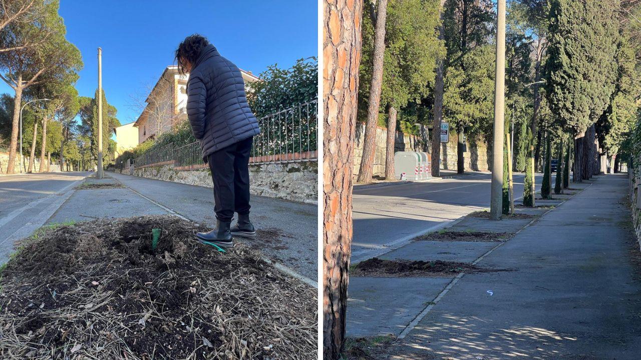 Alberi sradicati a Montecatini (Foto di Paolo Nucci)