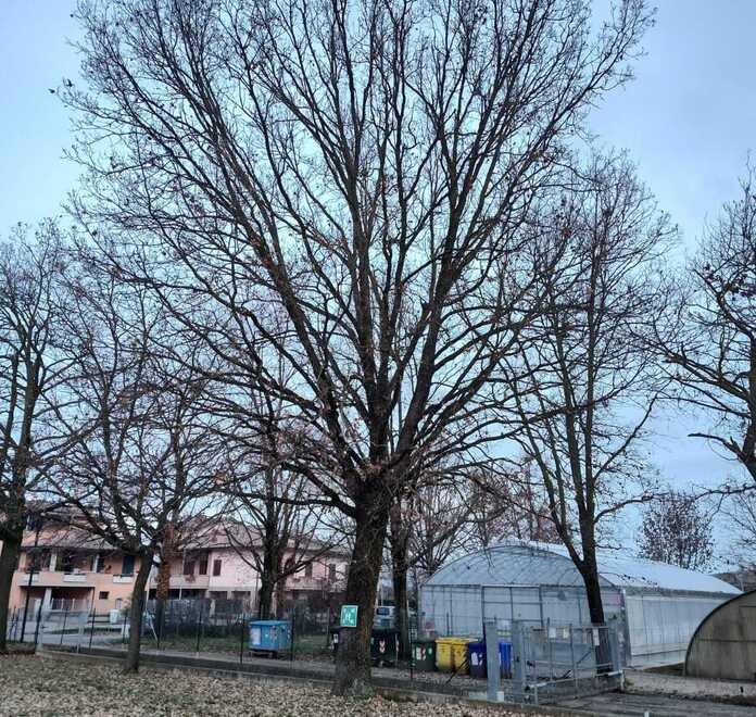 Il consiglio comunale all’unanimità vuole salvare la quercia dell’istituto Zanelli