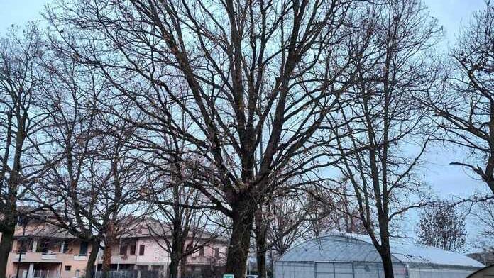 Il consiglio comunale all’unanimità vuole salvare la quercia dell’istituto Zanelli