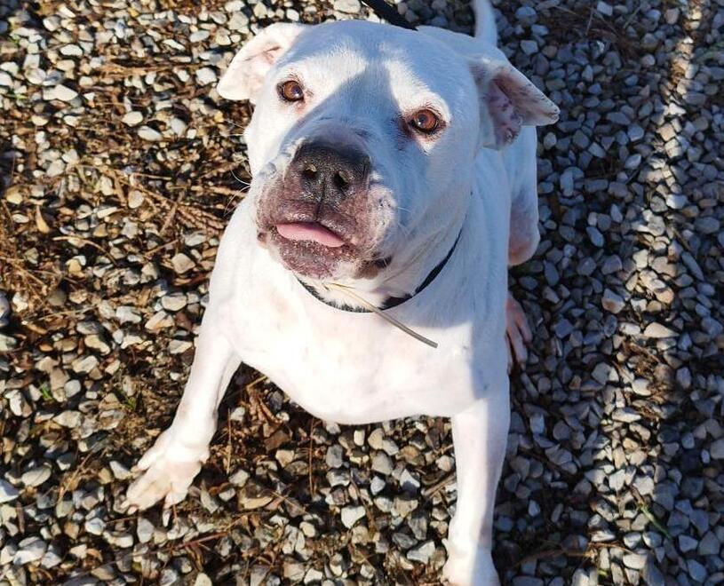 I dogo hanno trovato casa: resta solo la bella Artemide