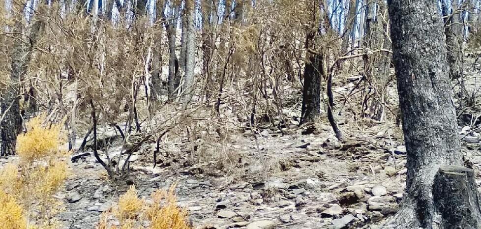 Sopra una parte di bosco bruciata nell’incendio del luglio 2021