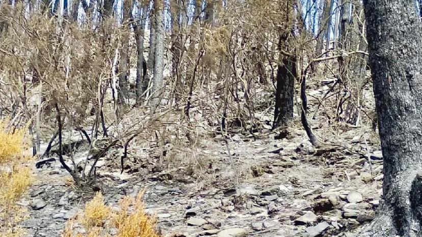 Sopra una parte di bosco bruciata nell’incendio del luglio 2021