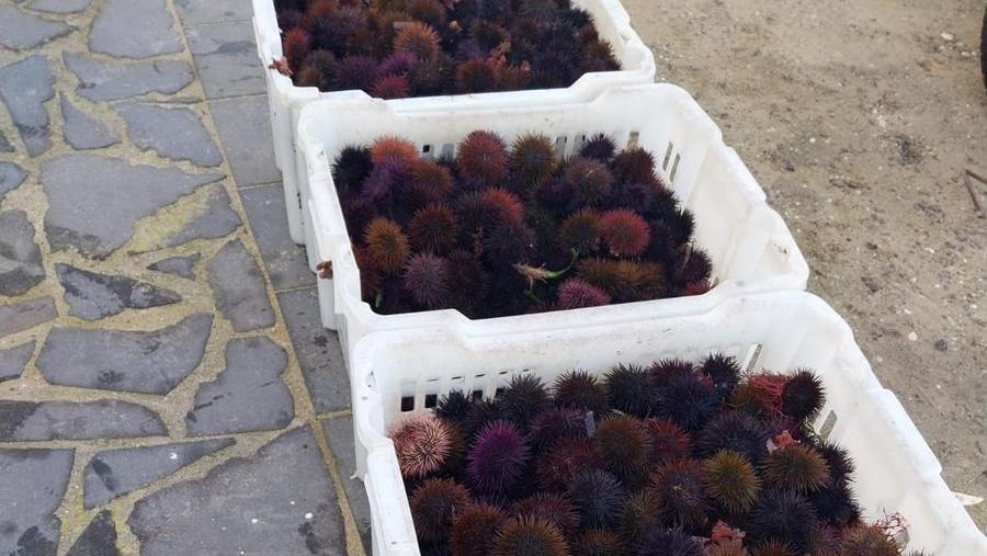 Le cassette di ricci sequestrate