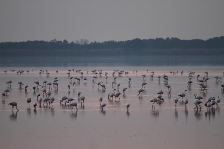 
	Lo spettacolo dei fenicotteri rosa nella laguna di Orbetello

