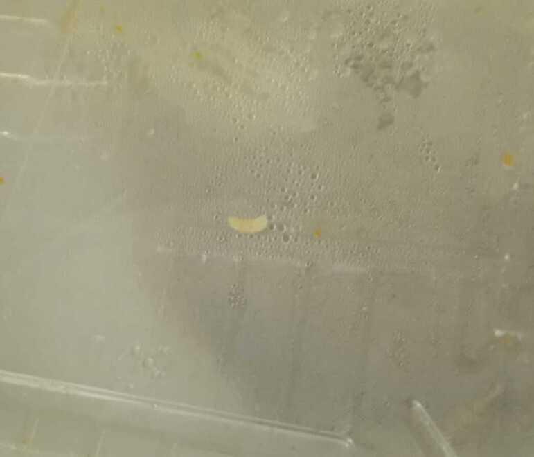 Un paziente a Modena: «Ho trovato una larva nella zuppa dell’ospedale»<br>
