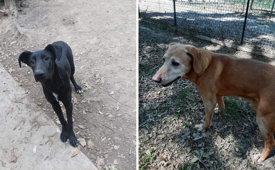 Livorno, il giovanotto Rhum e la nonnina Vipera cercano una famiglia che li adotti