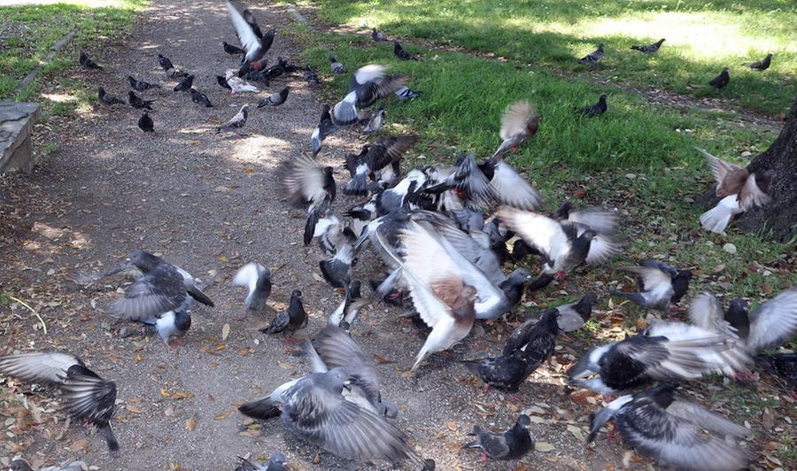 
	I piccioni in un parco (foto d'archivio)

